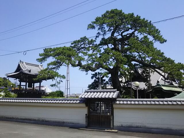 久遠の松
